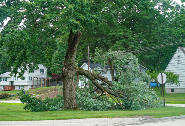 Tree Health Inspection